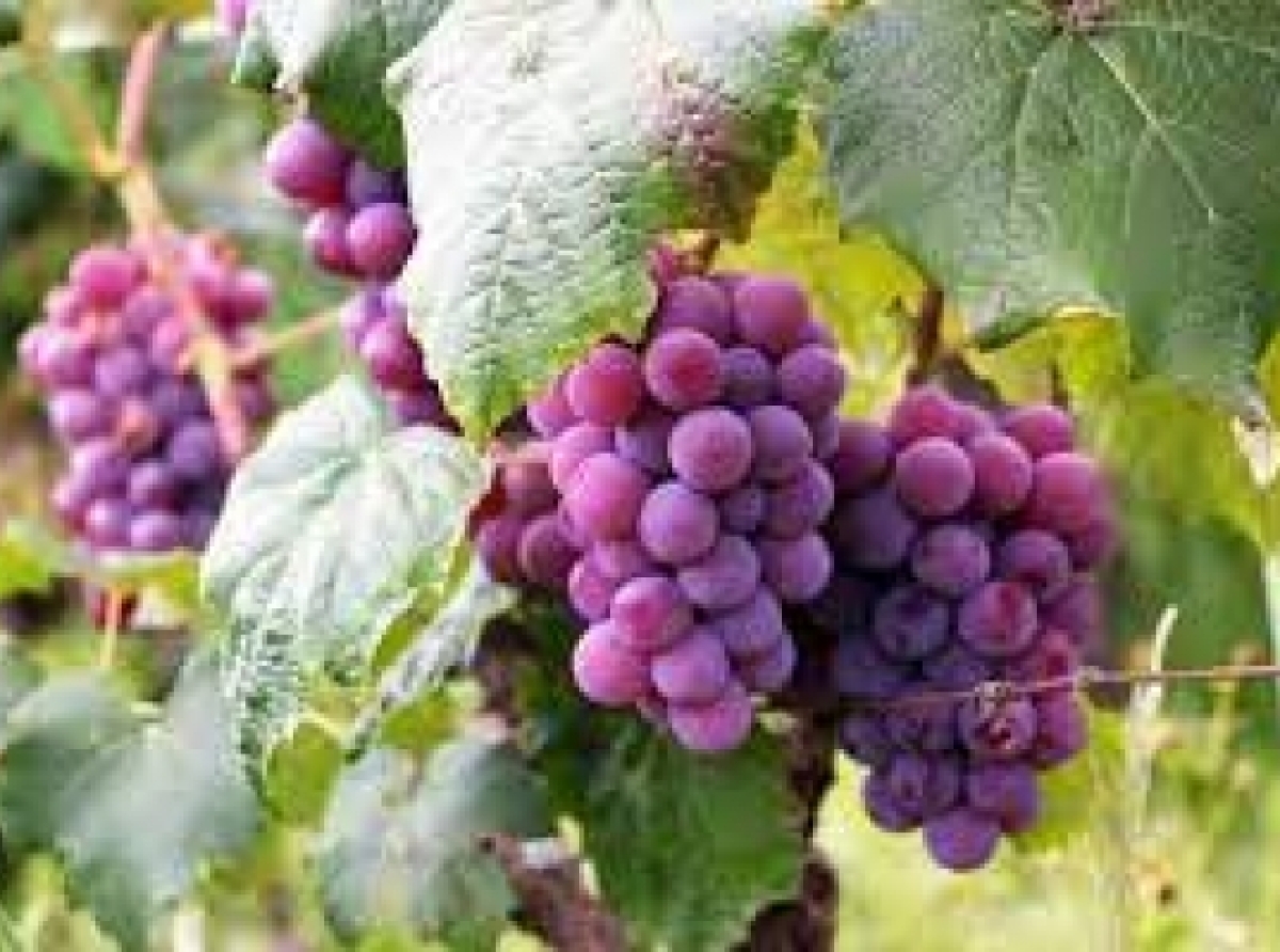 Paradise fruit